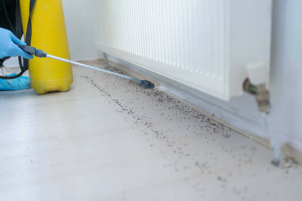 Best Termite Control Services  in Hildebran, NC